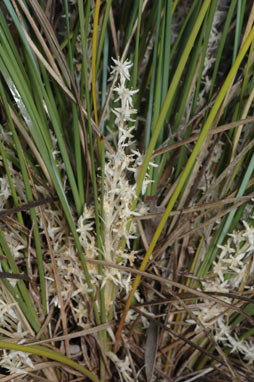 APII jpeg image of Lomandra effusa  © contact APII