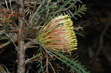 APII jpeg image of Banksia fraseri var. fraseri  © contact APII