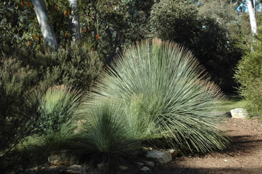 APII jpeg image of Xanthorrhoea glauca subsp. glauca  © contact APII