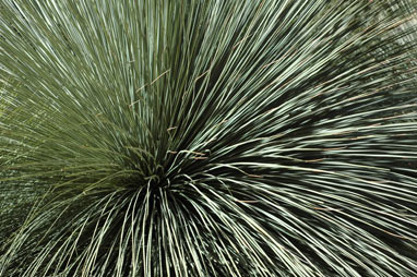 APII jpeg image of Xanthorrhoea glauca subsp. glauca  © contact APII