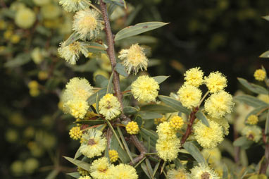 APII jpeg image of Acacia siculiformis  © contact APII