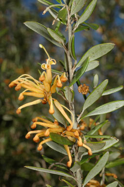 APII jpeg image of Grevillea 'Poorinda Diadem'  © contact APII