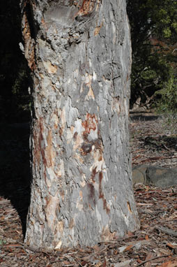 APII jpeg image of Eucalyptus parramattensis  © contact APII