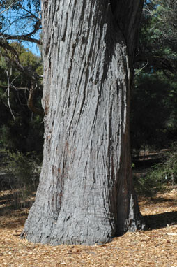 APII jpeg image of Eucalyptus macrorhyncha  © contact APII