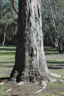 APII jpeg image of Eucalyptus dunnii  © contact APII