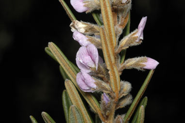 APII jpeg image of Hovea asperifolia subsp. asperifolia  © contact APII