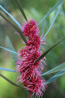 APII jpeg image of Hakea 'Winter Burgundy'  © contact APII