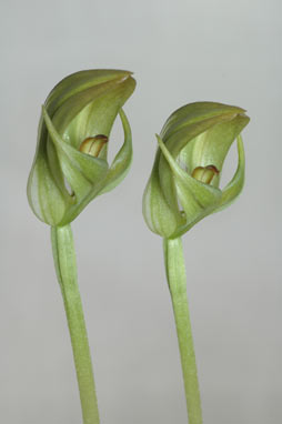 APII jpeg image of Pterostylis curta  © contact APII