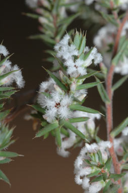 APII jpeg image of Leucopogon attenuatus  © contact APII