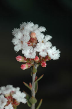 APII jpeg image of Leucopogon virgatus var. virgatus  © contact APII