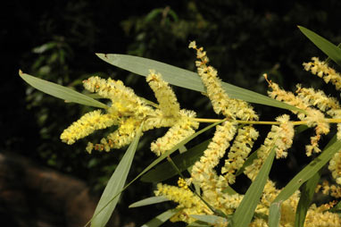 APII jpeg image of Acacia trinervata  © contact APII