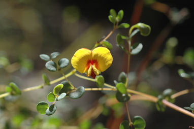 APII jpeg image of Bossiaea lenticularis  © contact APII