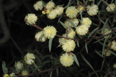 APII jpeg image of Acacia siculiformis  © contact APII