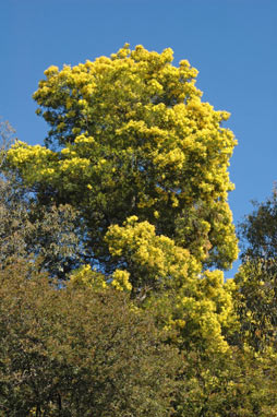 APII jpeg image of Acacia filicifolia  © contact APII