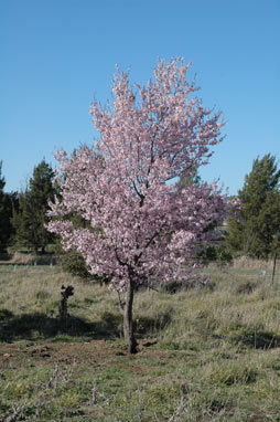 APII jpeg image of Prunus cerasifera  © contact APII