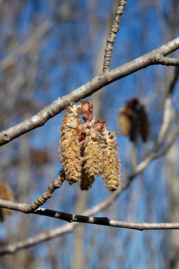 APII jpeg image of Populus alba  © contact APII