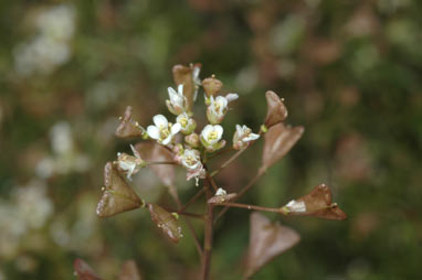 APII jpeg image of Capsella bursa-pastoris  © contact APII