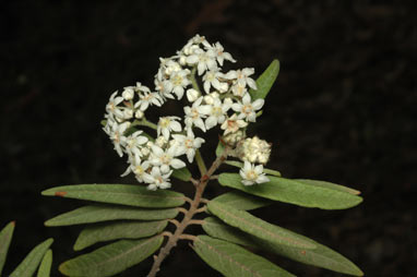 APII jpeg image of Commersonia salvifolia  © contact APII