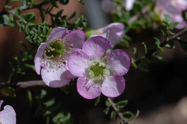 APII jpeg image of Leptospermum scoparium 'Lavender Queen'  © contact APII