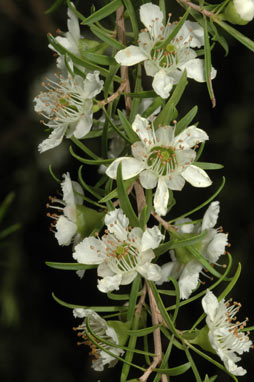 APII jpeg image of Leptospermum petersonii  © contact APII