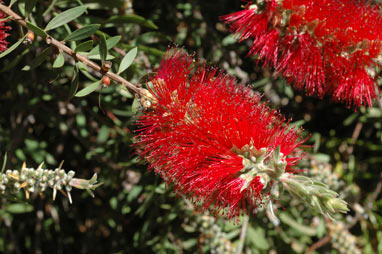 APII jpeg image of Callistemon citrinus 'Firebrand'  © contact APII