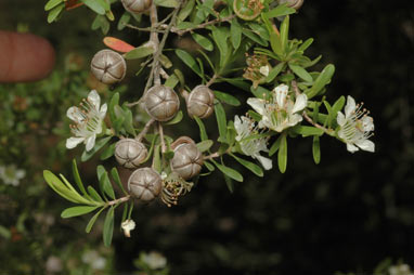 APII jpeg image of Leptospermum polygalifolium subsp. polygalifolium  © contact APII