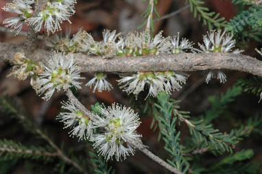 APII jpeg image of Melaleuca bracteosa  © contact APII