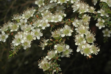 APII jpeg image of Leptospermum minutifolium  © contact APII