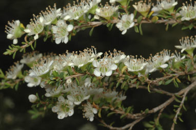 APII jpeg image of Leptospermum minutifolium  © contact APII