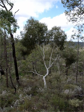 APII jpeg image of Eucalyptus laeliae  © contact APII