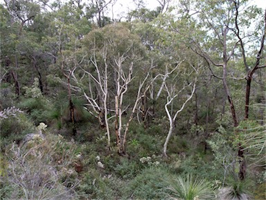 APII jpeg image of Eucalyptus laeliae  © contact APII