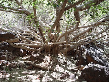 APII jpeg image of Ficus virens  © contact APII