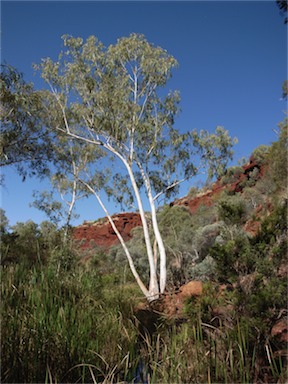 APII jpeg image of Eucalyptus camaldulensis subsp. obtusa  © contact APII