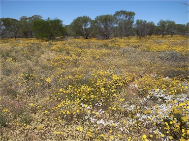 APII jpeg image of Waitzia sp.  © contact APII