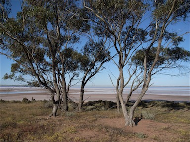 APII jpeg image of Eucalyptus loxophleba  © contact APII