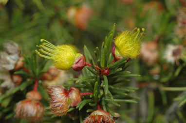 APII jpeg image of Verticordia staminosa var. cylindracea  © contact APII