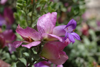 APII jpeg image of Eremophila cunceifolia  © contact APII