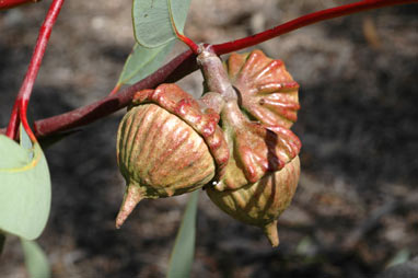 APII jpeg image of Eucalyptus youngiana  © contact APII