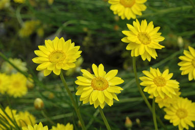 APII jpeg image of Schoenia filifolia subsp. subulifolia  © contact APII