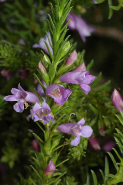 APII jpeg image of Eremophila scaberula  © contact APII