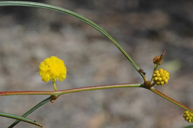 APII jpeg image of Acacia sciophanes  © contact APII