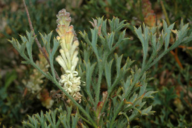 APII jpeg image of Grevillea althoferorum  © contact APII