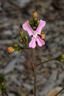 APII jpeg image of Stylidium maritinum  © contact APII