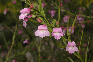 APII jpeg image of Eremophila complanata  © contact APII