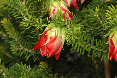 APII jpeg image of Darwinia oxylepis  © contact APII