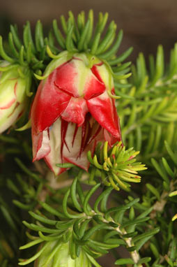 APII jpeg image of Darwinia oxylepis  © contact APII