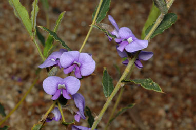 APII jpeg image of Hovea trisperma  © contact APII