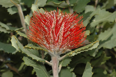 APII jpeg image of Banksia coccinea  © contact APII