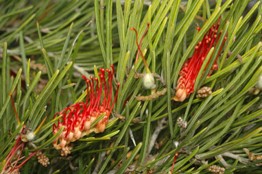 APII jpeg image of Grevillea concinna subsp. lemanniana  © contact APII