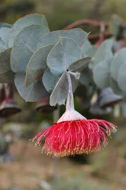 APII jpeg image of Eucalyptus rhodantha var. rhodantha  © contact APII